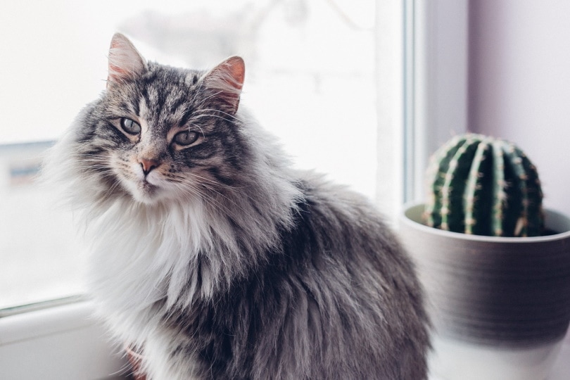 Can Cats Eat Cactus?