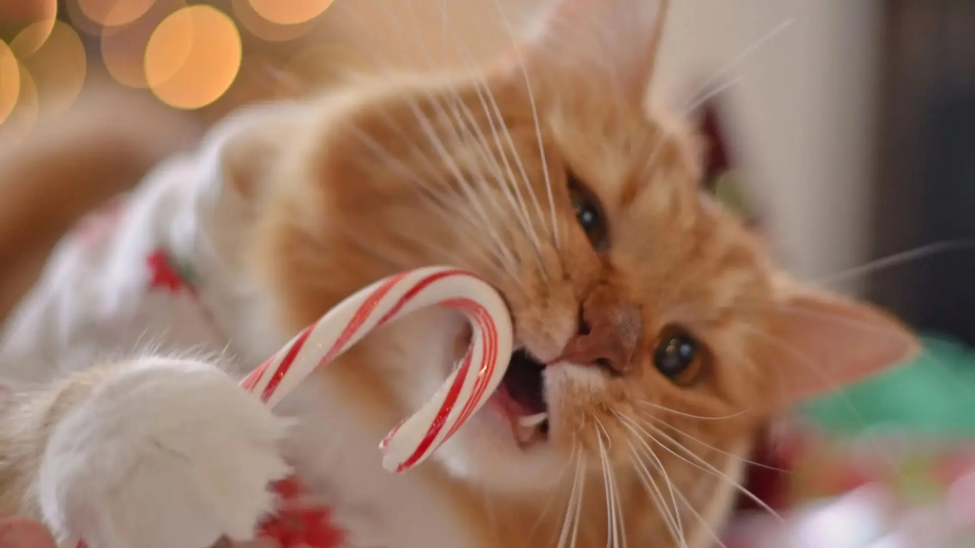Can Cats Eat Candy Canes?