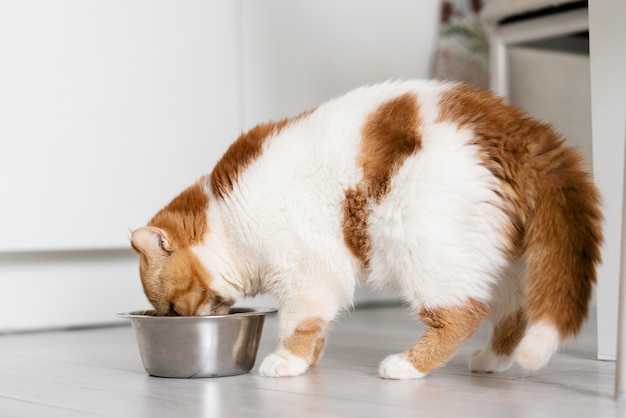 Can Cats Eat Canned Chicken?