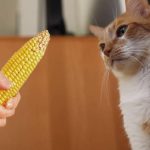 Can Cats Eat Corn Husks?