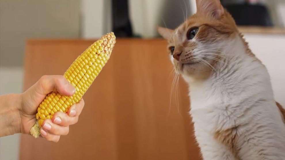 Can Cats Eat Corn Husks?