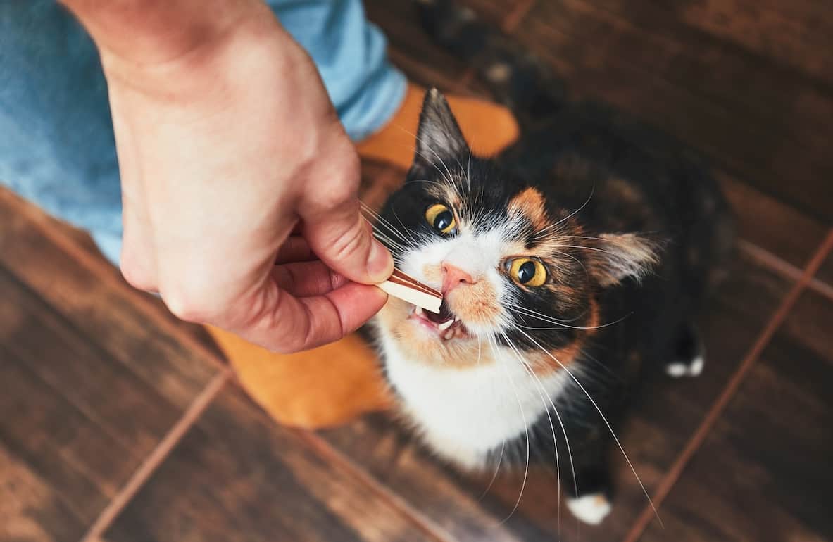 Can Cats Eat Dog Greenies?