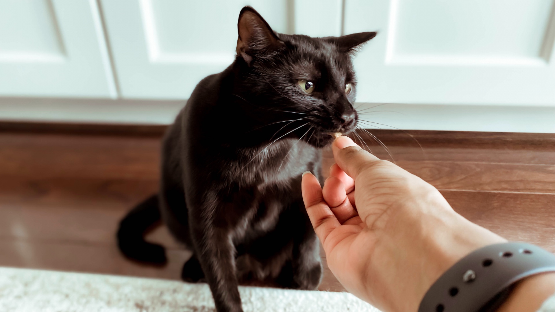 Can Cats Eat Dog Jerky?