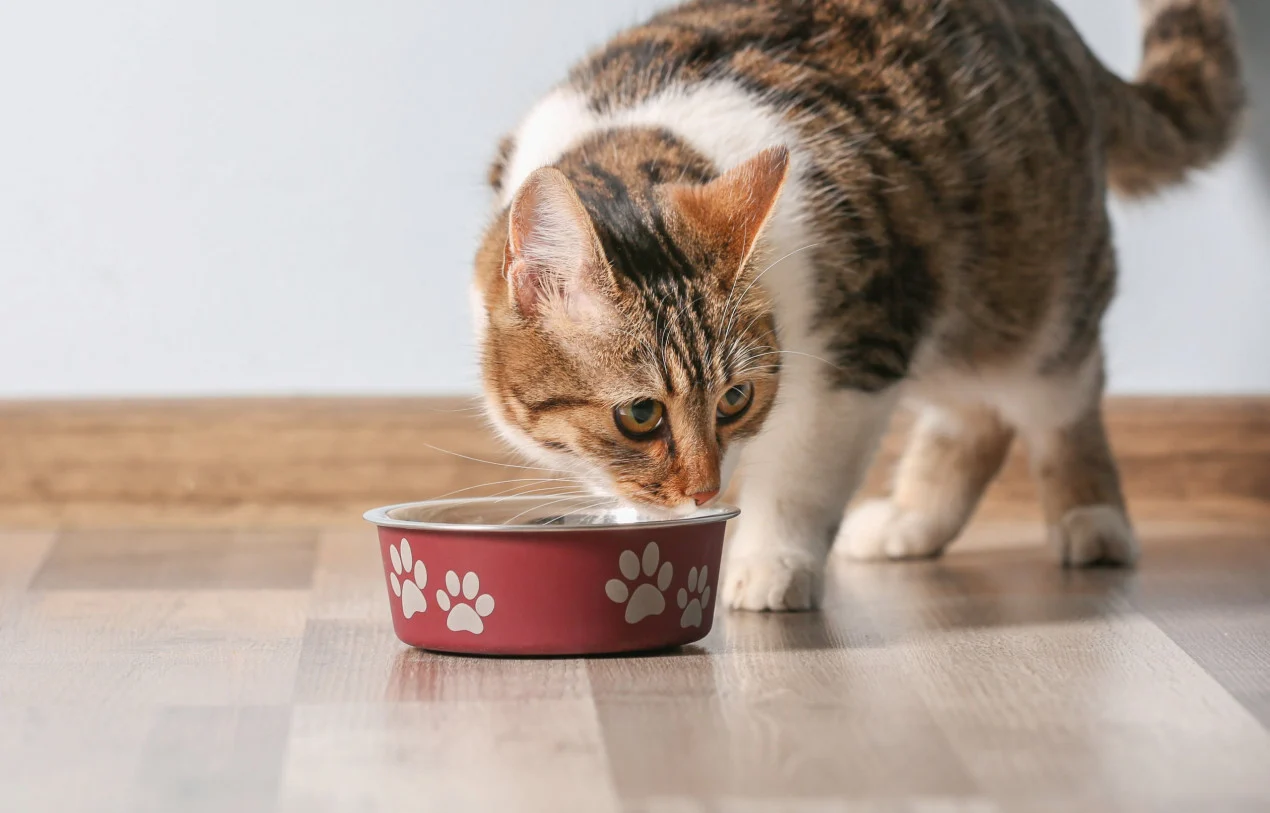 Can Cats Eat Dog Treats?
