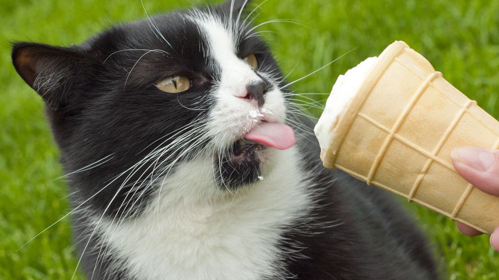 Can Cats Eat Dogsters Ice Cream?