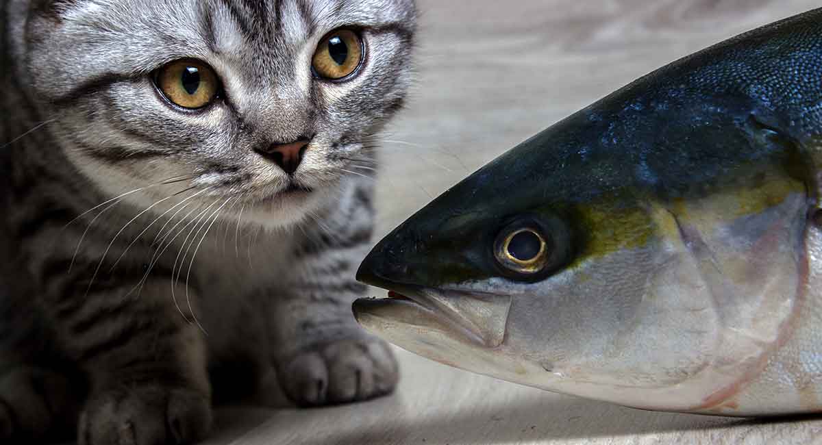 Can Cats Eat Dried Fish?