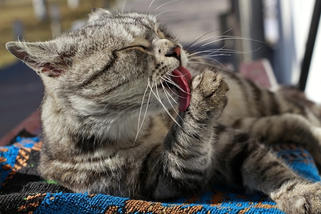 Can Cats Eat Ferret Food?