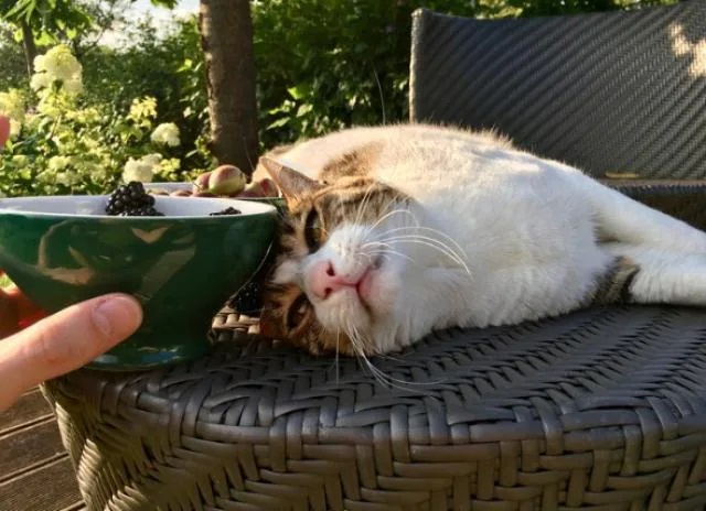 Can Cats Eat Froot Loops?