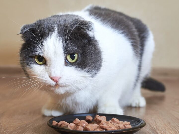 Can Cats Eat Giblets?