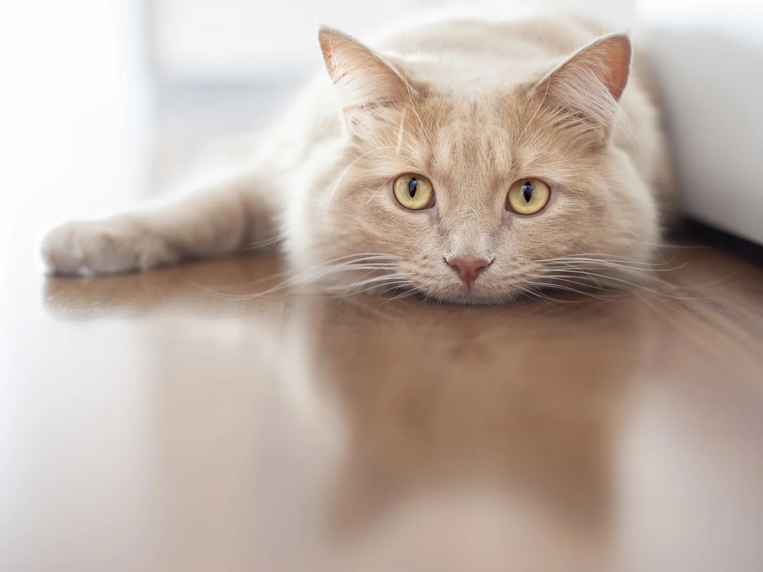 Can Cats Eat Green Onions 2022