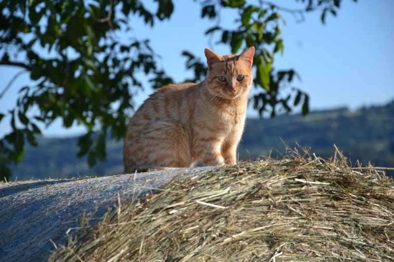 Can Cats Eat Hay?