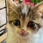 Can Cats Eat Hot Chips?