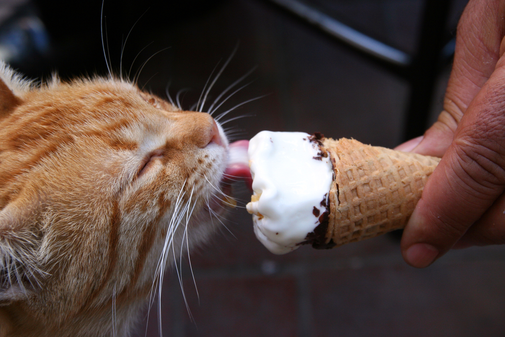 Can Cats Eat Lactose Free Ice-cream?