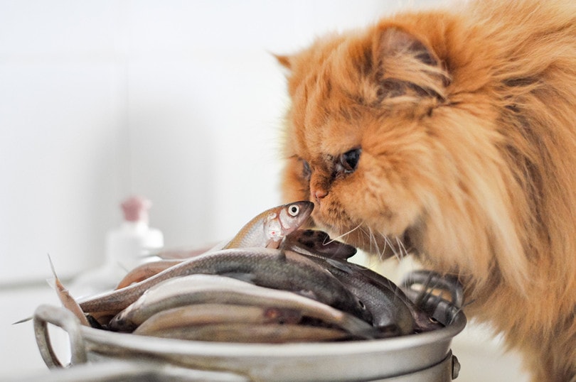Can Cats Eat Mackerel?