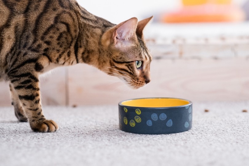 Can Cats Eat Mussels