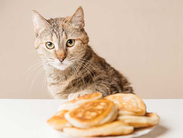 Can Cats Eat Pancakes?