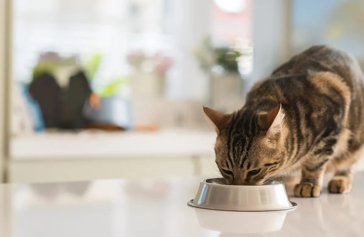 Can Cats Eat Pesto?
