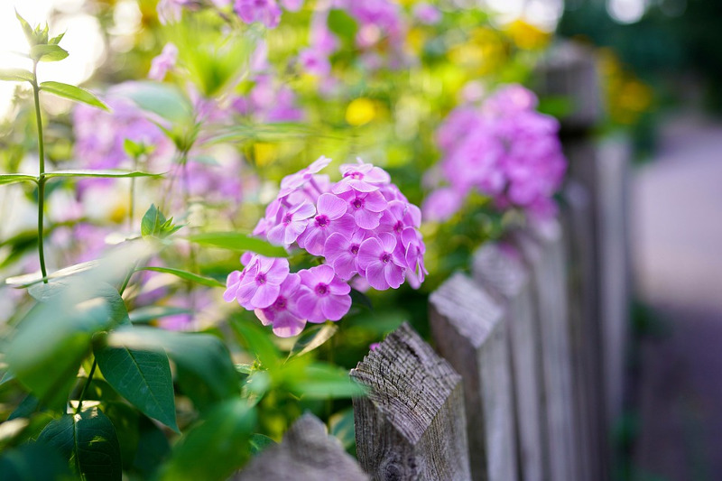 Can Cats Eat Phlox?