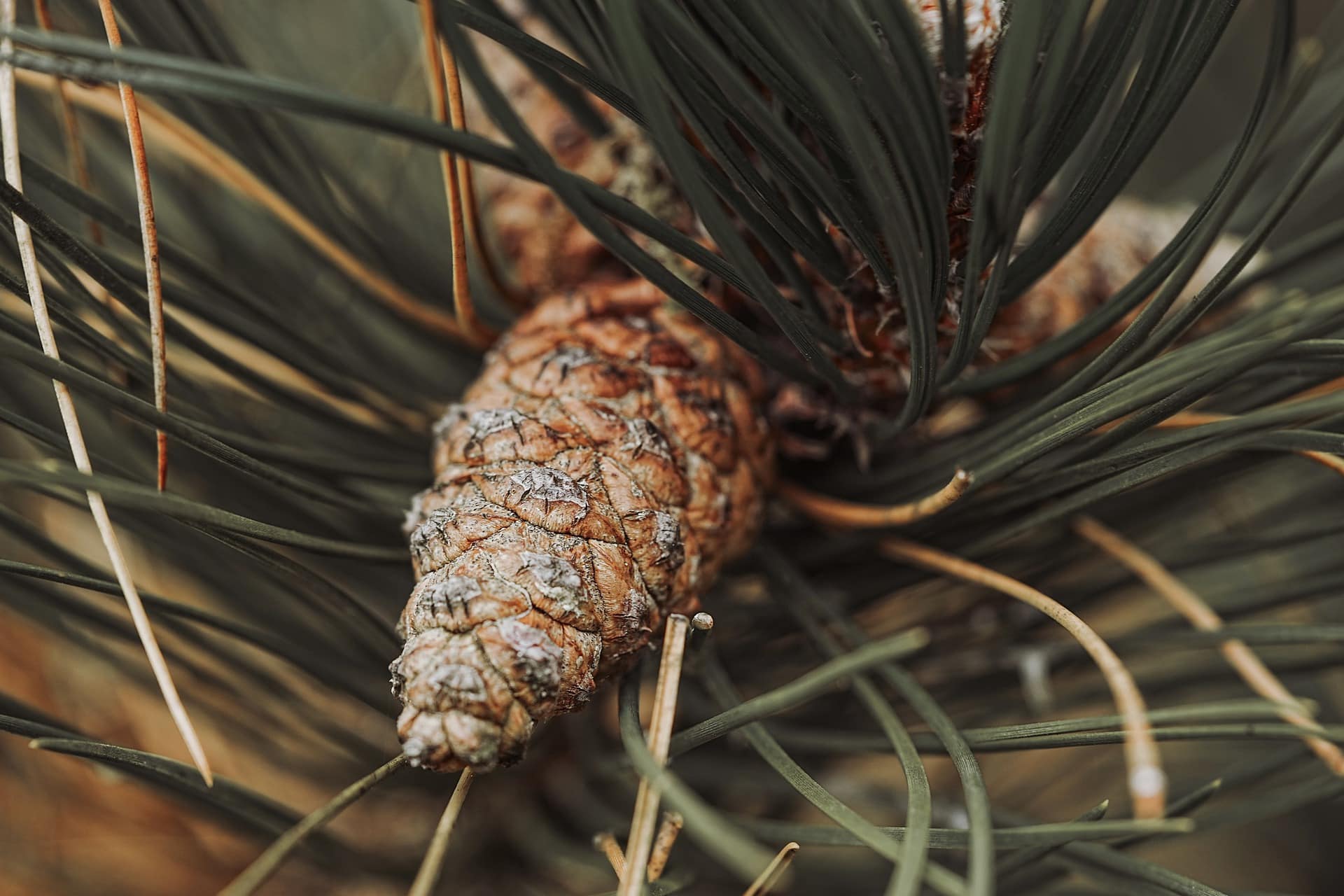 Can Cats Eat Pine Needles?