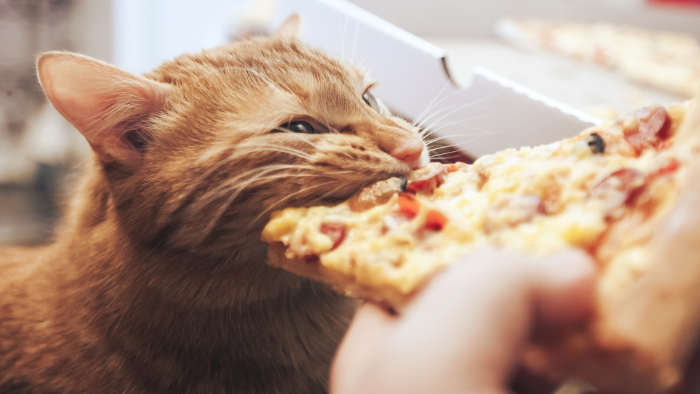 Can Cats Eat Pizza?