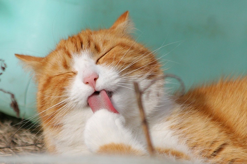 Can Cats Eat Pop-Tarts