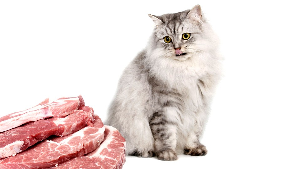 Can Cats Eat Pork Bones?
