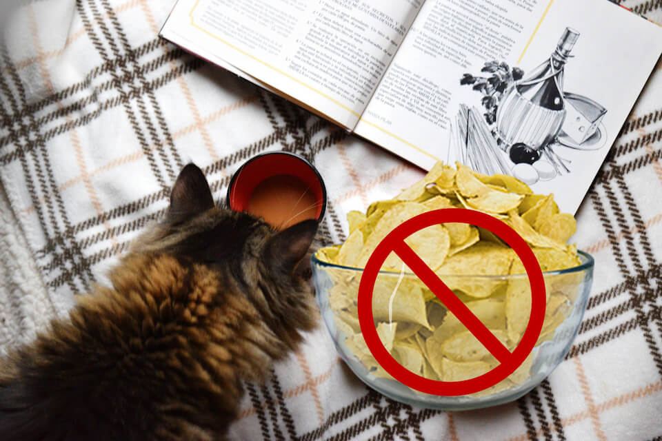Can Cats Eat Potato Chips?