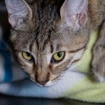 Can Cats Eat Raw Chicken Hearts?