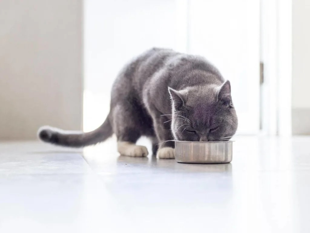 Can Cats Eat Roast Beef?