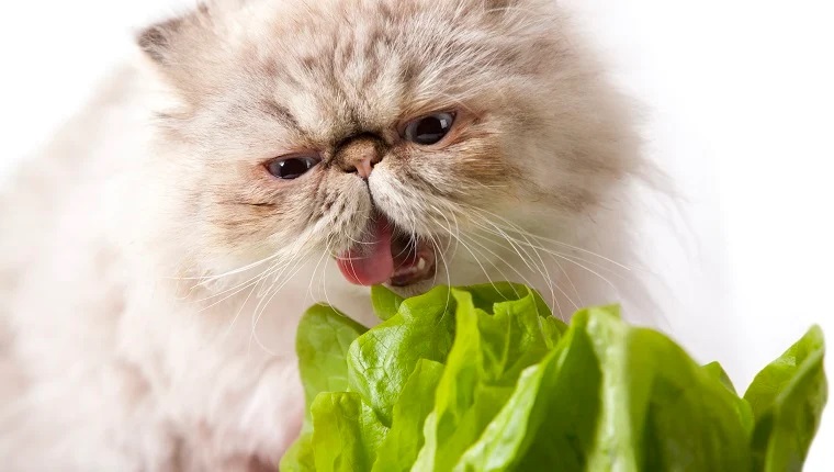 Can Cats Eat Romaine Lettuce?