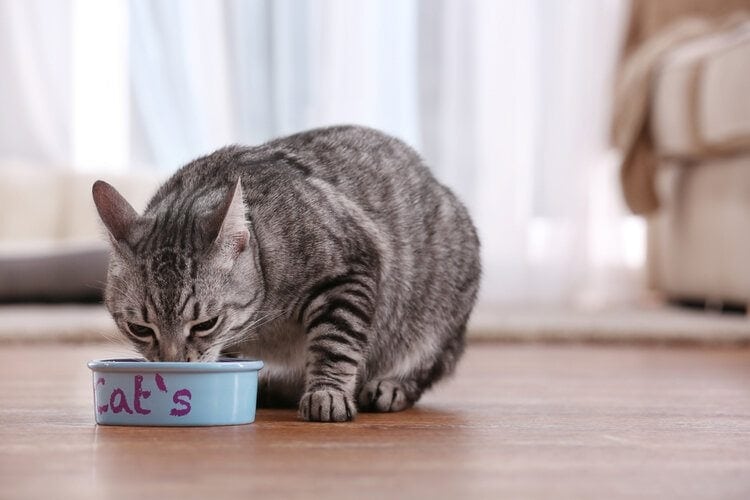 Can Cats Eat Sage?