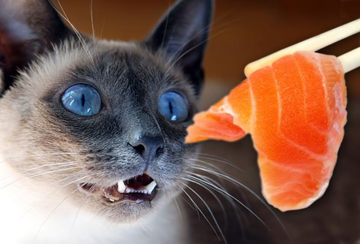 Can Cats Eat Sashimi?