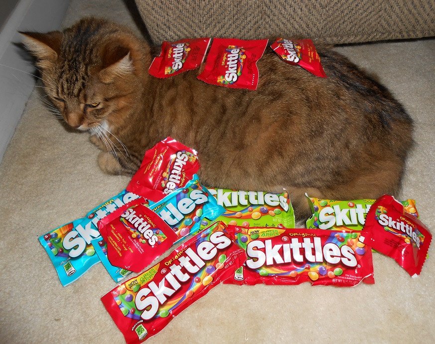 Can Cats Eat Skittles?