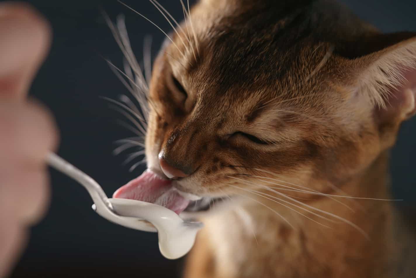 Can Cats Eat Sour Cream?