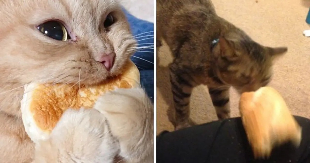 Can Cats Eat Sourdough Bread?