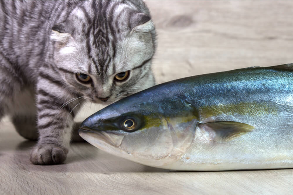 Can Cats Eat Starkist Tuna?