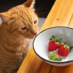 Can Cats Eat Strawberry Ice Cream