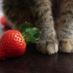 Can Cats Eat Strawberry Leaves?
