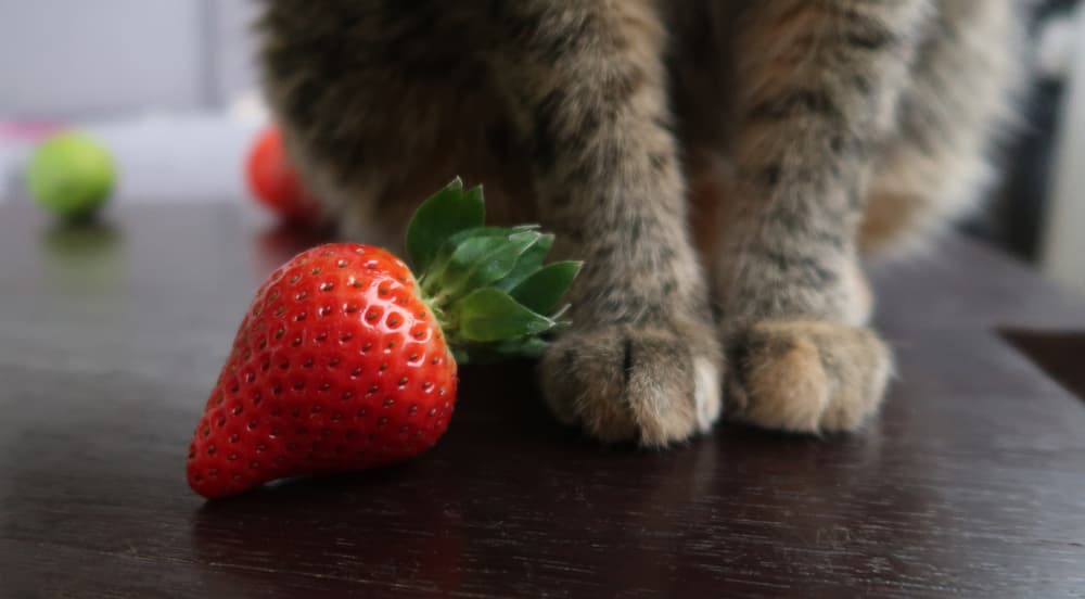 Can Cats Eat Strawberry Leaves?