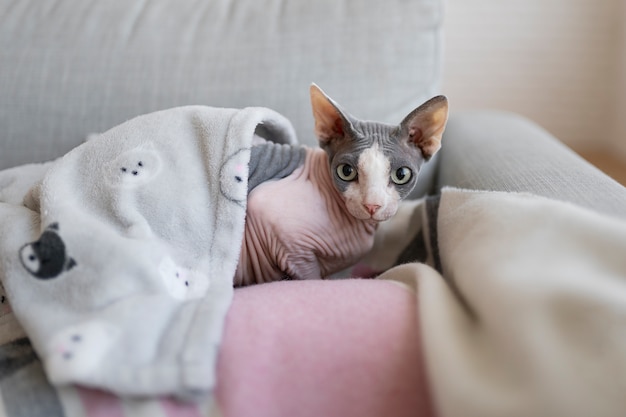 Can Cats Eat Sushi Grade Fish?