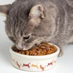 Can Cats Eat Tapioca?