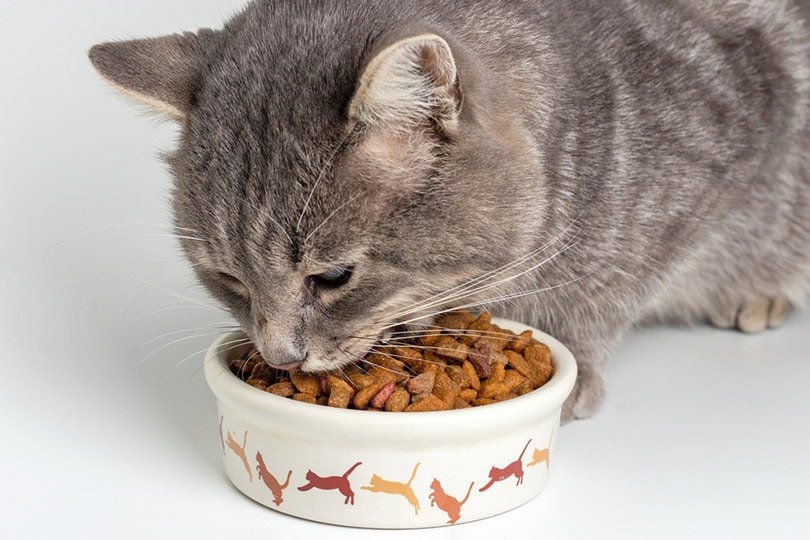 Can Cats Eat Tapioca?