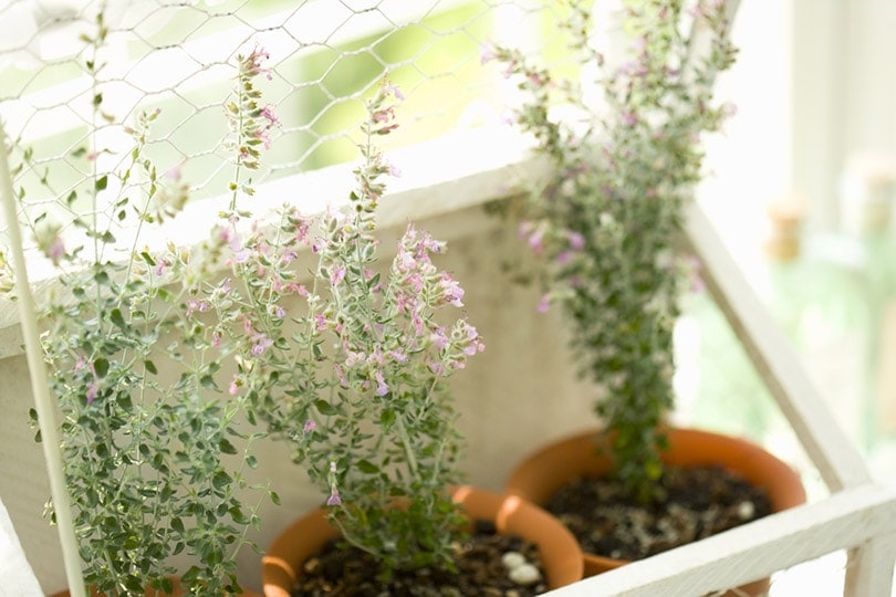 Can Cats Eat Thyme