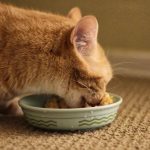 Can Cats Eat Timothy Hay