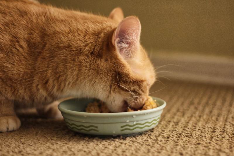 Can Cats Eat Timothy Hay