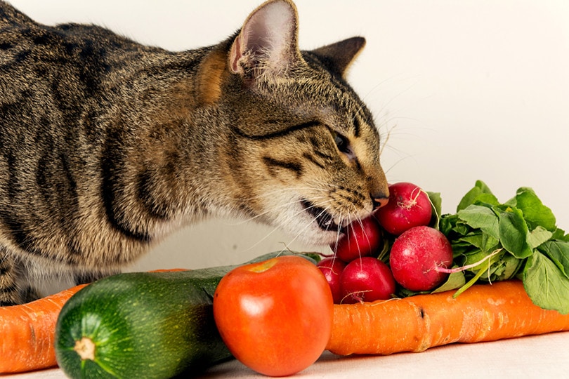 Can Cats Eat Turnip Greens?
