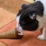 Can Cats Eat Vanilla Ice Cream?