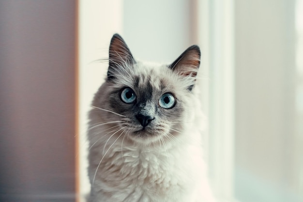 Can Cats Eat Vegemite?
