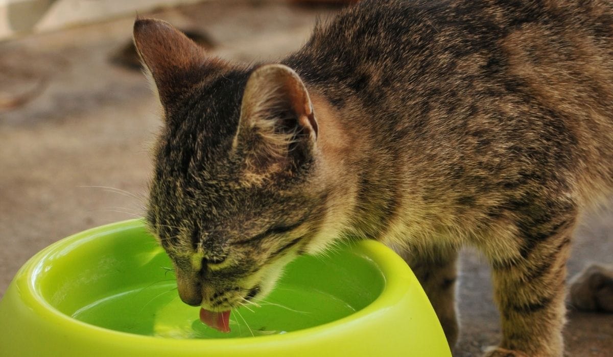 Can Cats Have Gatorade?