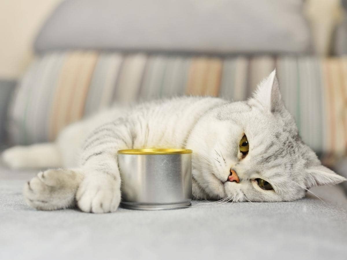 Can Cats Have String Cheese?